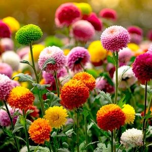 Meet your Posher, Paige